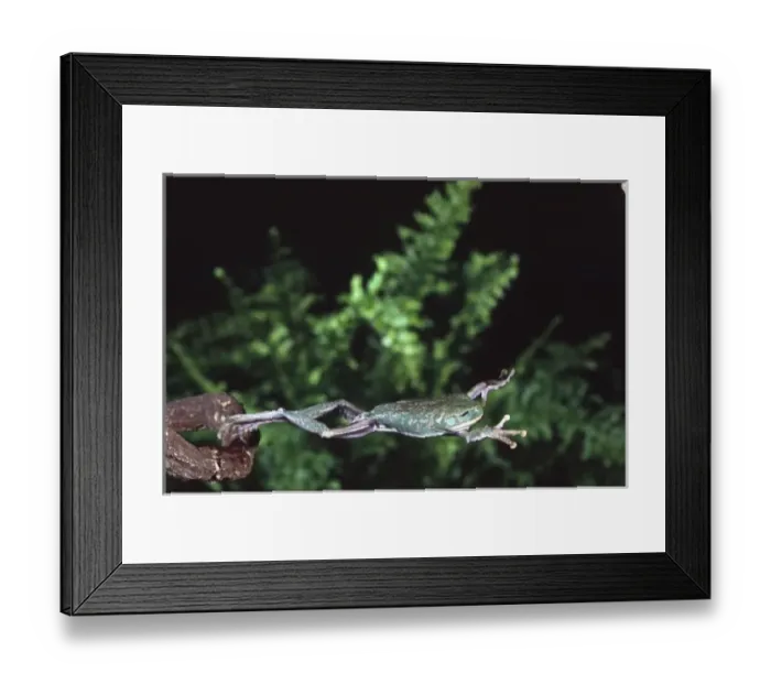 Framed Print : Big Eye Treefrog Jumping, Leptopelis vermiculatus, Native to Tanzania Framed Print : Big Eye Treefrog Jumping, Leptopelis vermiculatus, Native to Tanzania