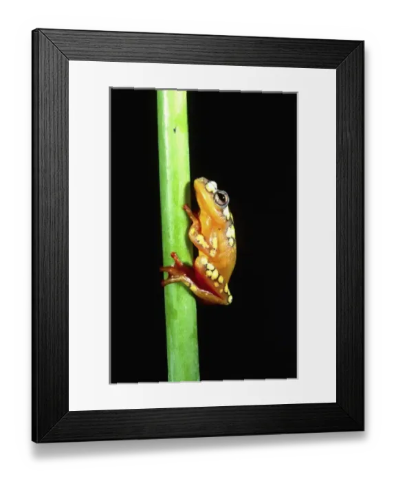 Framed Print : Nature, Fauna Framed Print : Nature, Fauna