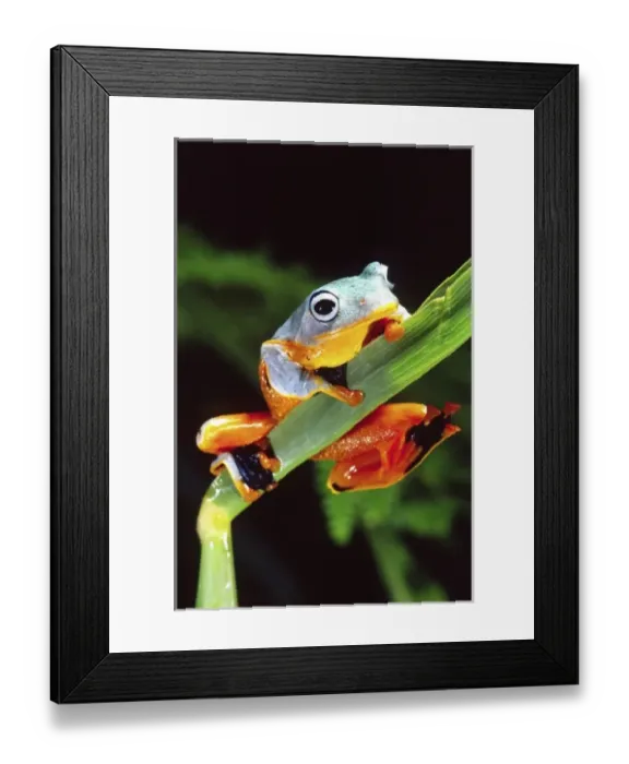 Framed Print : Nature, Fauna Framed Print : Nature, Fauna