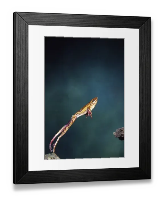 Framed Print : Golden Gliding Frog Jumping, Rhacophorus (Polypedates) leucomystax, Native to Framed Print : Golden Gliding Frog Jumping, Rhacophorus (Polypedates) leucomystax, Native to
