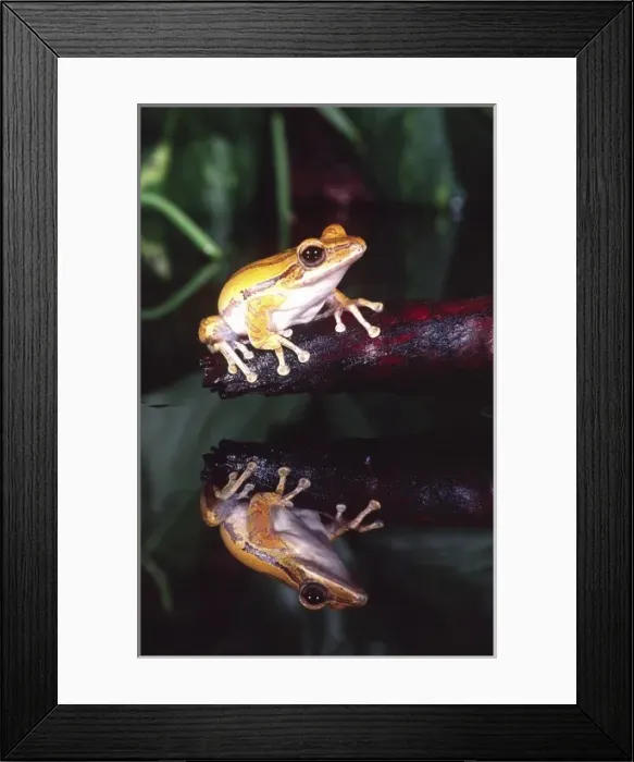 Framed Print : Golden Glidiing Frog, Rhacophorus (Polypedates) leucomystax, Native to Phillipines Framed Print : Golden Glidiing Frog, Rhacophorus (Polypedates) leucomystax, Native to Phillipines