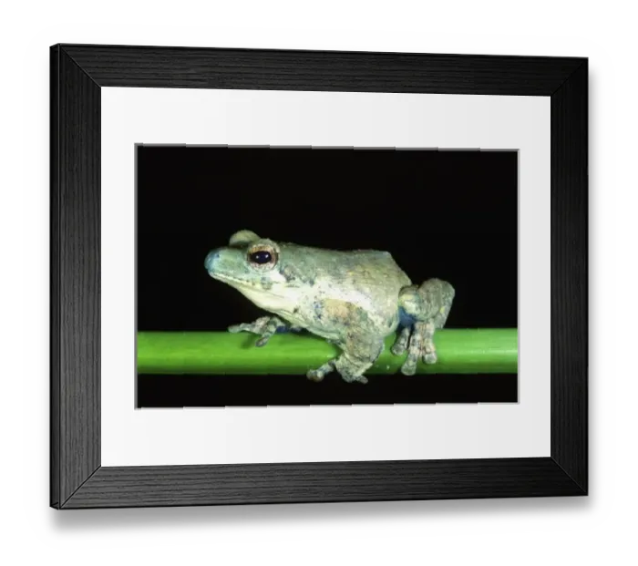 Framed Print : Blue-nosed Treefrog