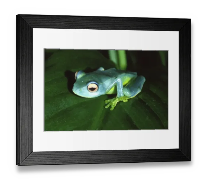 Framed Print : Madagascan Blue Treefrog, Boophis sp. Native to Madagascar