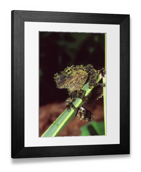 Framed Print : Nature, Fauna