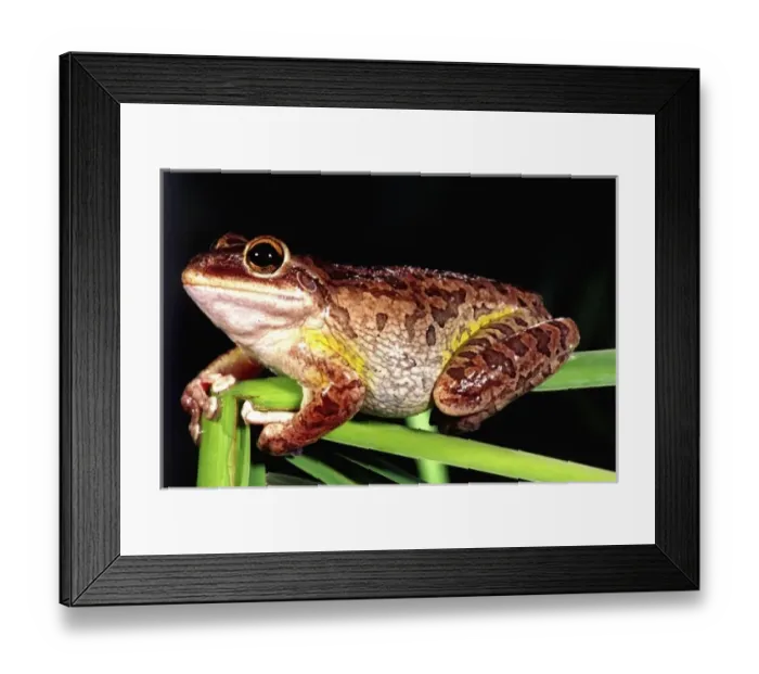 Framed Print : Nature, Fauna