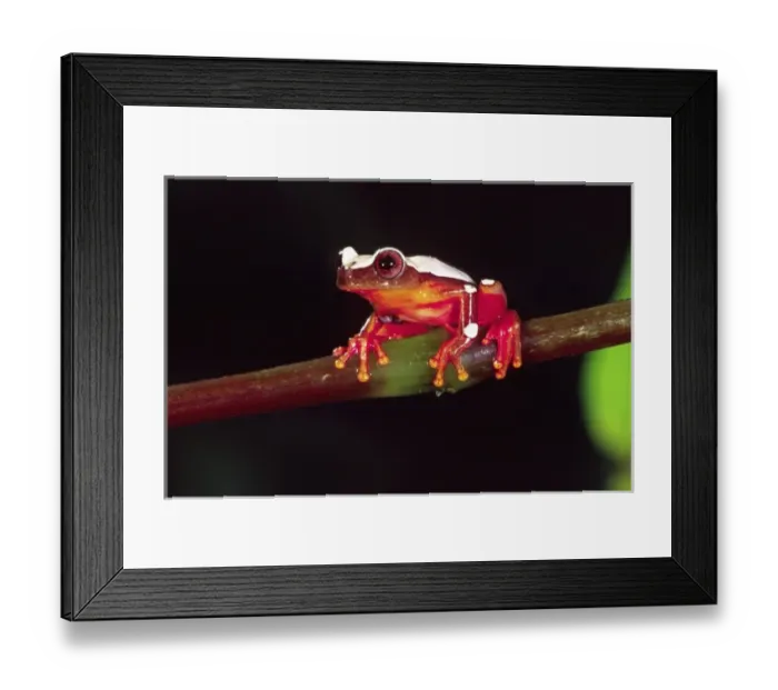 Framed Print : Clown Treefrog, Hyla leucophylata, Native to Surinam, South America Framed Print : Clown Treefrog, Hyla leucophylata, Native to Surinam, South America