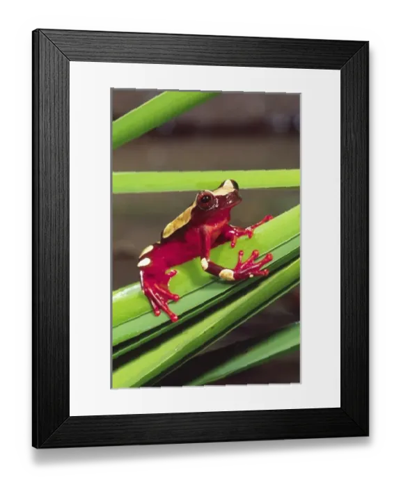 Framed Print : Nature, Fauna Framed Print : Nature, Fauna