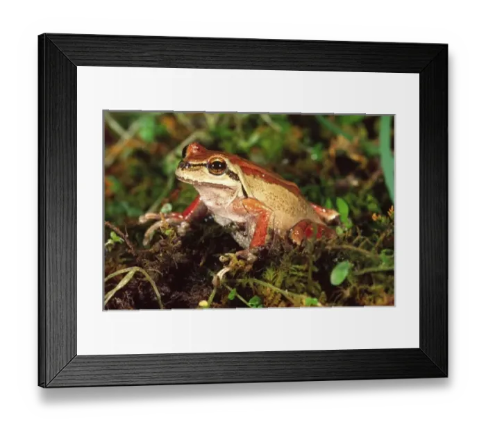 Framed Print : Pacific Treefrog, Hyla regilla, Native to Calfornia