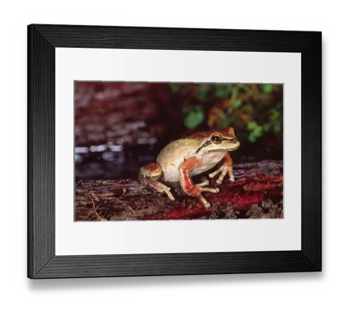 Framed Print : Pacific Treefrog, Hyla regilla, Native to California  /  Pacific Coast