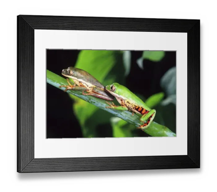 Framed Print : Tiger Leg Monkey Frog, Phyllomedusa hypochondrialis, Native to Peru Framed Print : Tiger Leg Monkey Frog, Phyllomedusa hypochondrialis, Native to Peru