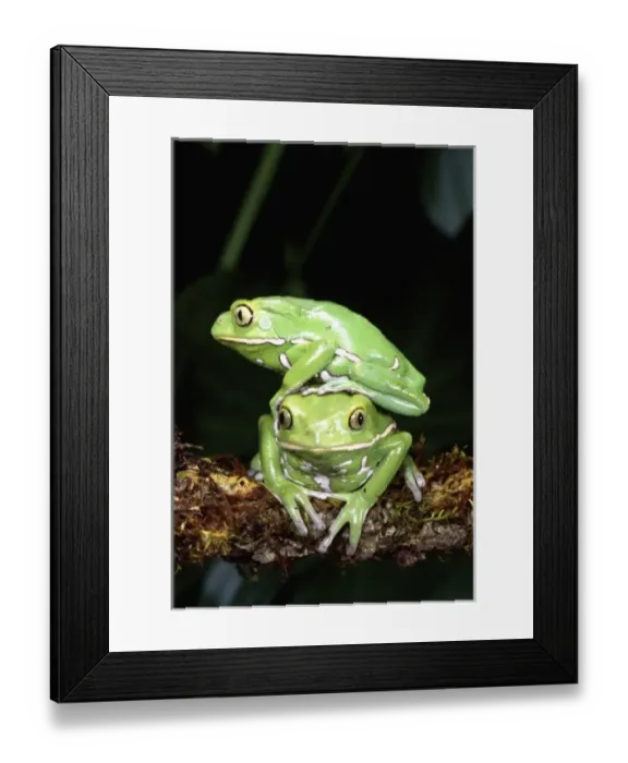 Framed Print : Nature, Fauna Framed Print : Nature, Fauna