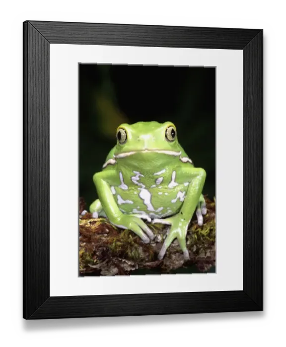 Framed Print : Nature, Fauna