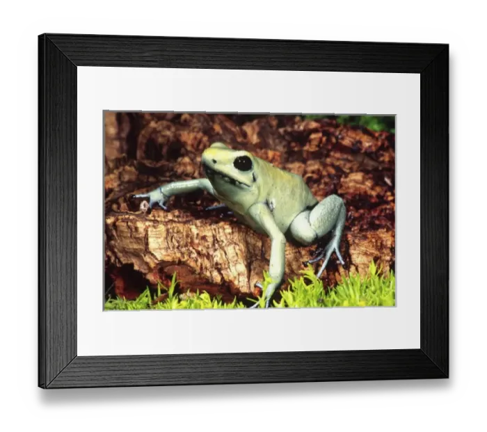 Framed Print : Golden Poison Frog (Mint Phase), Phyllobates terribilis, Native to North East South Framed Print : Golden Poison Frog (Mint Phase), Phyllobates terribilis, Native to North East South