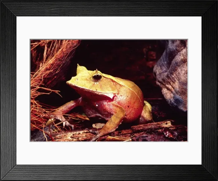 Framed Print : Eyelash Horn Frog, Ceratobatrachus guentheri, Native to Soloman Islands