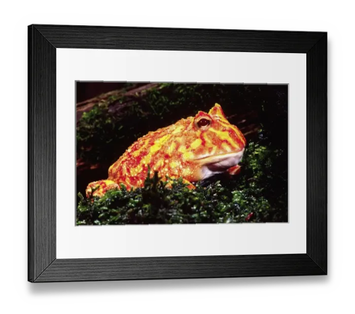 Framed Print : Nature, Fauna Framed Print : Nature, Fauna