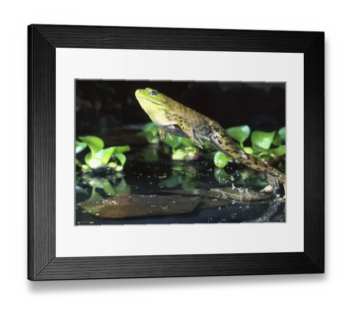 Framed Print : Nature, Fauna Framed Print : Nature, Fauna