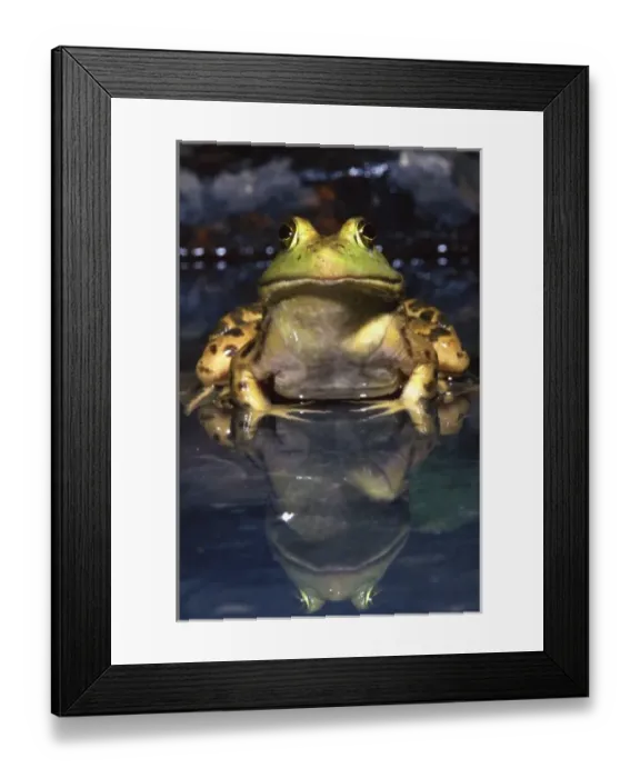 Framed Print : Nature, Fauna Framed Print : Nature, Fauna