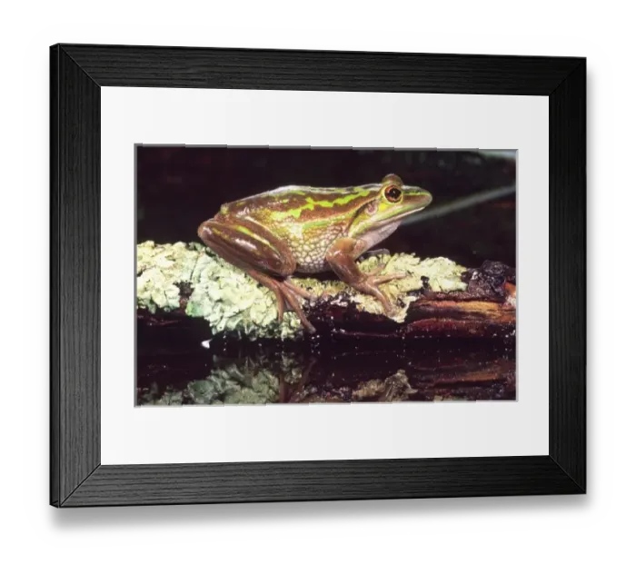 Framed Print : Nature, Fauna Framed Print : Nature, Fauna