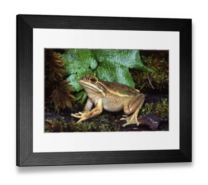 Framed Print : Golden Bell Frog, Litoria aurea, Native to Australia Framed Print : Golden Bell Frog, Litoria aurea, Native to Australia