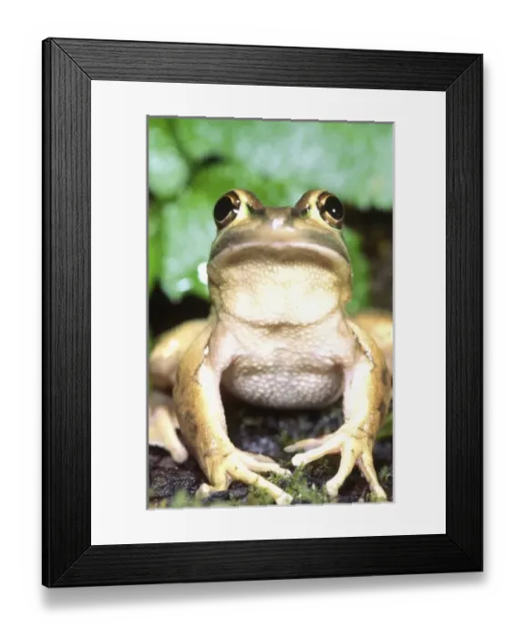 Framed Print : Nature, Fauna Framed Print : Nature, Fauna