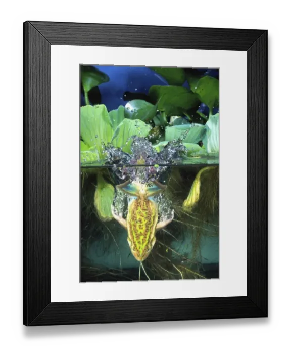 Framed Print : Nature, Fauna Framed Print : Nature, Fauna