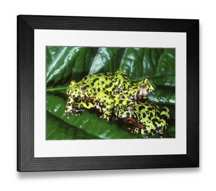 Framed Print : Nature, Fauna Framed Print : Nature, Fauna