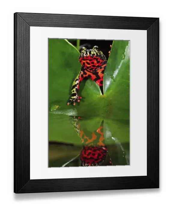 Framed Print : Fire Belly Toad, Bombina orientalis, Native to N. E. China