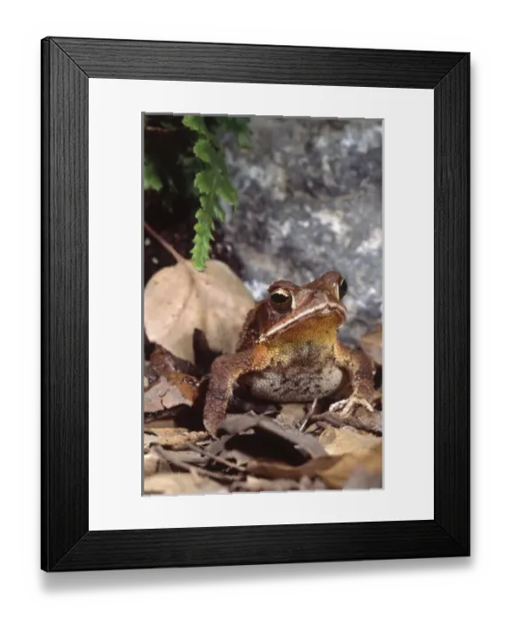 Framed Print : Honduran Striped Toad, Bufo cabifrons, Native to Honduras Framed Print : Honduran Striped Toad, Bufo cabifrons, Native to Honduras