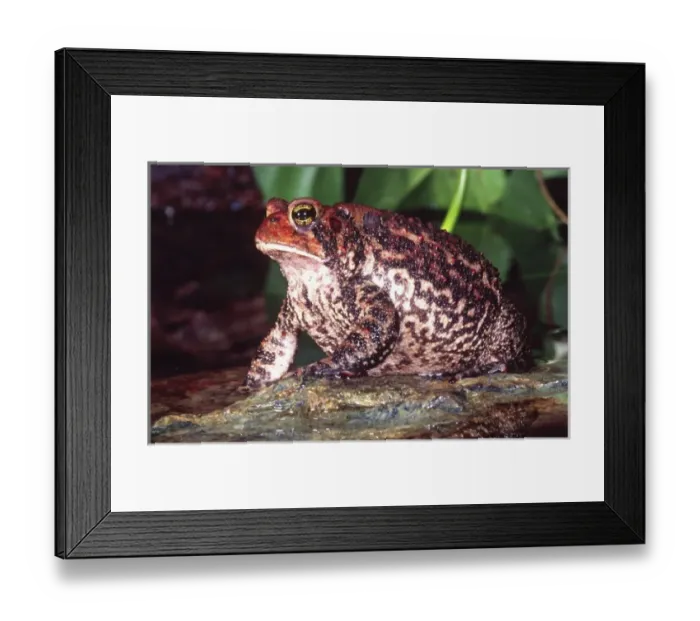 Framed Print : American Toad, Bufo americanus, Eastern US Framed Print : American Toad, Bufo americanus, Eastern US