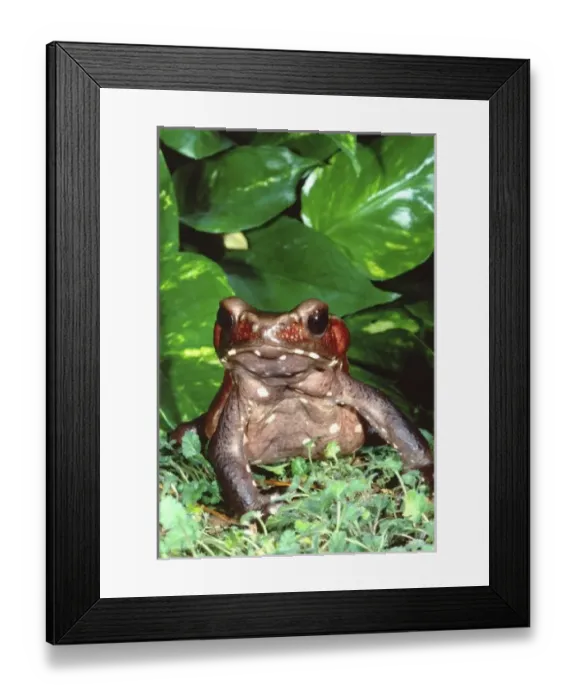 Framed Print : Smooth-sided Toad, Bufo guttatus, Native to NW South America