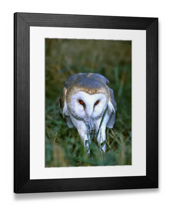 Framed Print : Barn Owl with a Mouse in its beak, Tylo alba, Native to Southern US (Rehab Animal)