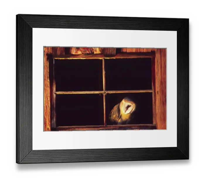 Framed Print : Barn Owl, Tylo alba, Native to Southern US