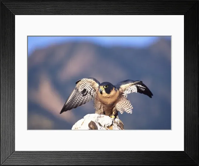 Framed Print : Peregrine Falcon Stretching Wings, Falco peregrinus, Native to US (Rehab Animal) Framed Print : Peregrine Falcon Stretching Wings, Falco peregrinus, Native to US (Rehab Animal)