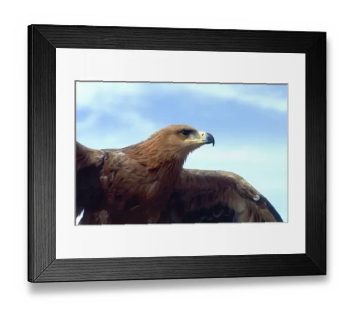Framed Print : Tawny Eagle, Aquilla rapax, Native to Africa (Movie Animal) Framed Print : Tawny Eagle, Aquilla rapax, Native to Africa (Movie Animal)