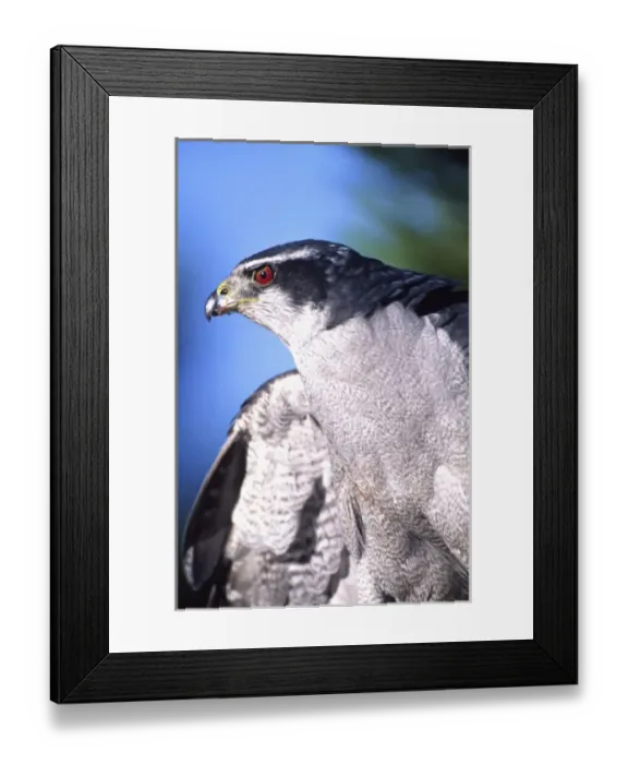 Framed Print : Goshawk, Accipiter gentilis, Native to US (Rehab Animal) Framed Print : Goshawk, Accipiter gentilis, Native to US (Rehab Animal)