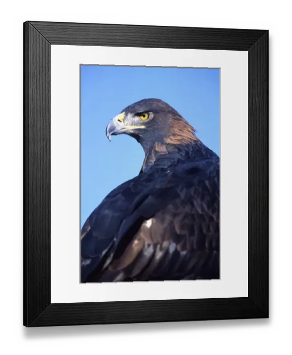 Framed Print : Golden Eagle, Aquilla chrysaetos, Native to Central & Western US (Rehab Animal) Framed Print : Golden Eagle, Aquilla chrysaetos, Native to Central & Western US (Rehab Animal)