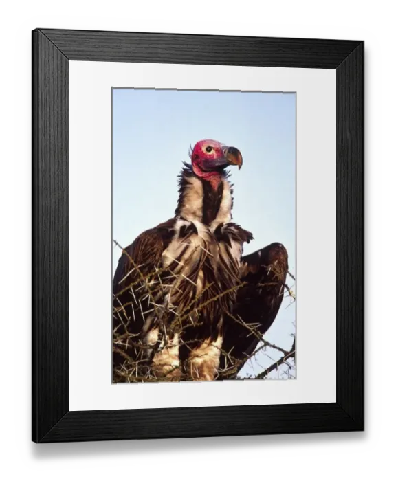 Framed Print : Lappet-faced Vulture, Torgos tracheliotus, Tanzania Africa Framed Print : Lappet-faced Vulture, Torgos tracheliotus, Tanzania Africa