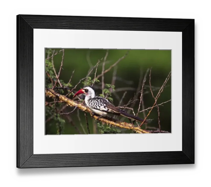 Framed Print : Red-billed Hornbill Framed Print : Red-billed Hornbill