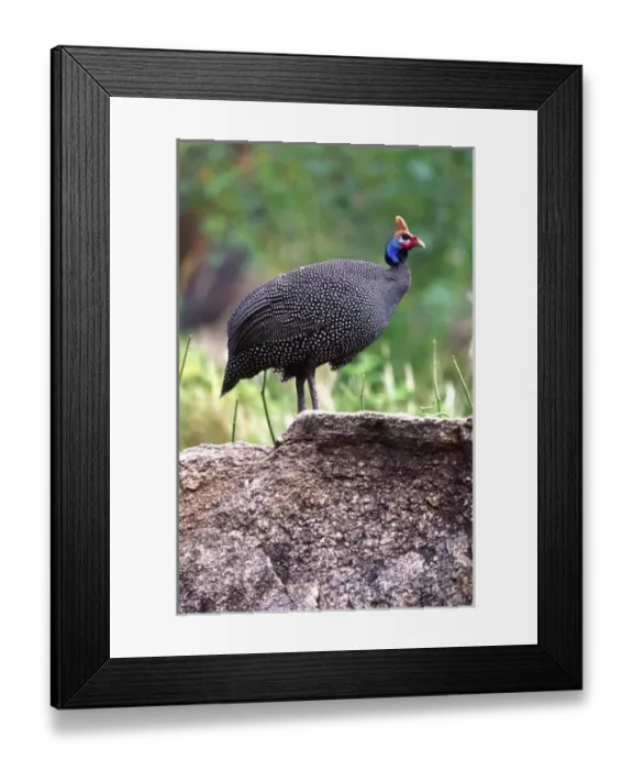 Framed Print : Helmeted Guineafowl, Numida meleagris, Tanzania Africa Framed Print : Helmeted Guineafowl, Numida meleagris, Tanzania Africa
