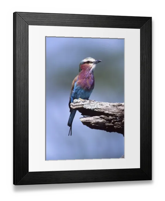 Framed Print : Lilac Breasted Roller, Coracias caudata, Tanzania Africa Framed Print : Lilac Breasted Roller, Coracias caudata, Tanzania Africa