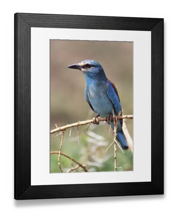 Framed Print : European Roller, Coracias garrulus, Tanzania Africa 2005 Framed Print : European Roller, Coracias garrulus, Tanzania Africa 2005