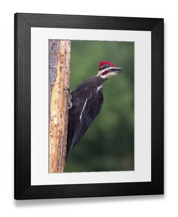 Framed Print : Pileated Woodpecker, Dryocopus pileatus, Central Pennsylvania Framed Print : Pileated Woodpecker, Dryocopus pileatus, Central Pennsylvania