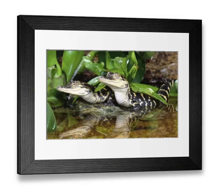 Framed Print : American Alligators, Alligator mississippiensis, Native to South Eastern US