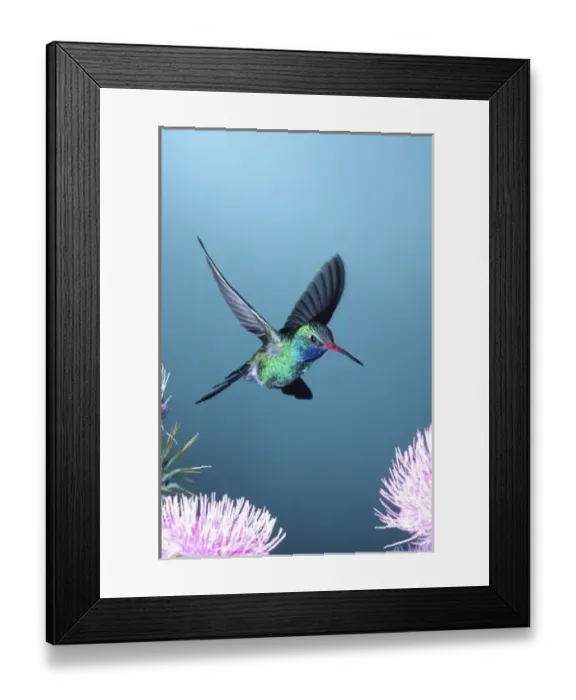 Framed Print : Broad-billed Hummingbird, Cynanthus latirostris, Southern Arizona