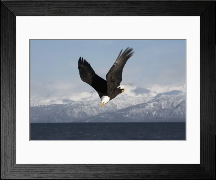 Framed Print : Bald Eagle in Flight, Haliaeetus leucocephalus, Homer, Alaska