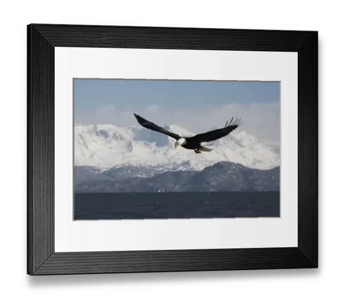 Framed Print : Bald Eagle in Flight, Haliaeetus leucocephalus, Homer, Alaska Framed Print : Bald Eagle in Flight, Haliaeetus leucocephalus, Homer, Alaska