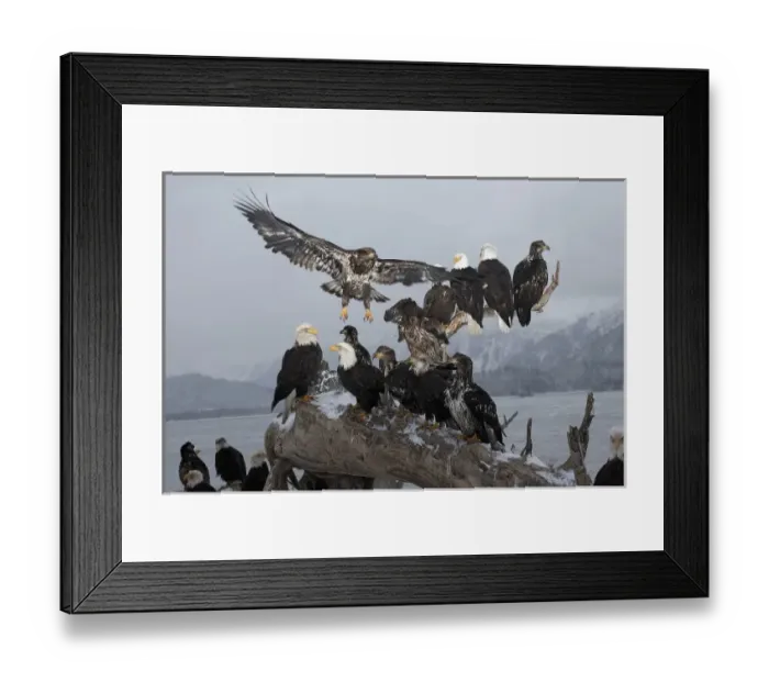 Framed Print : Bald Eagles gathering on a log, Haliaeetus leucocephalus, Homer, Alaska Framed Print : Bald Eagles gathering on a log, Haliaeetus leucocephalus, Homer, Alaska