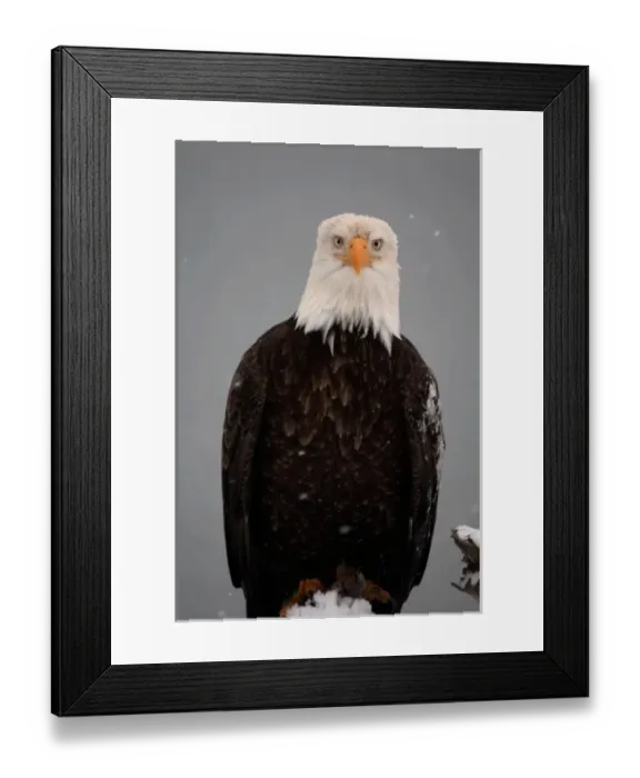 Framed Print : Bald Eagle Portrait in the Snow, Haliaeetus leucocephalus, Homer Alaska 2006 Framed Print : Bald Eagle Portrait in the Snow, Haliaeetus leucocephalus, Homer Alaska 2006
