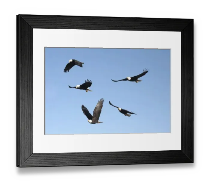 Framed Print : Bald Eagles 5 in the frame, Haliaeetus leucocephalus, Homer Alaska, 2006