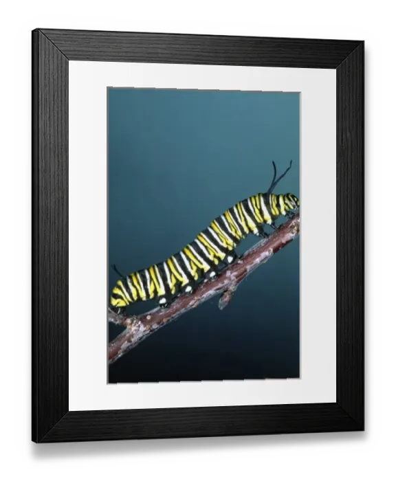 Framed Print : Monarch Butterfly Caterpillar, Danaus plexippus, California, (Wide Spread US)